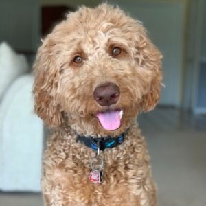 Meet your Posher, Timea